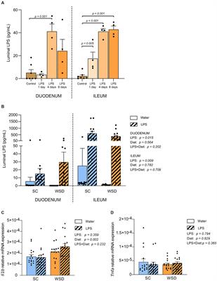 Chronic oral LPS administration does not increase inflammation or induce metabolic dysregulation in mice fed a western-style diet